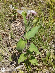 Oxypetalum solanoides