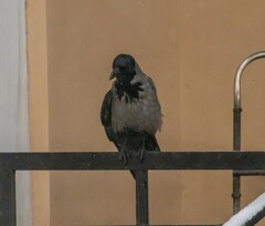 Corvus cornix