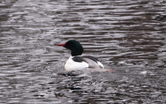 Mergus merganser
