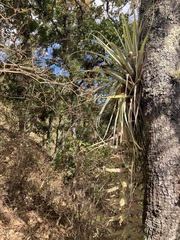 Tillandsia prodigiosa