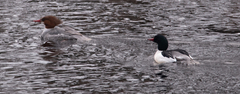 Mergus merganser
