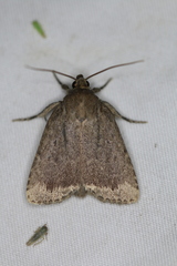 Amphipyra glabella