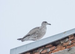 Larus argentatus
