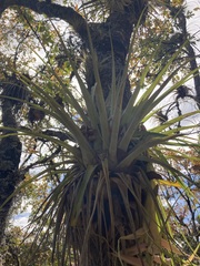 Tillandsia prodigiosa