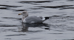 Larus argentatus