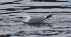 Larus argentatus