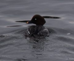 Bucephala clangula