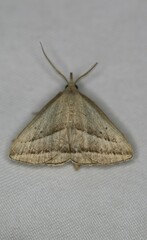 Macrochilo absorptalis