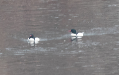 Mergus merganser