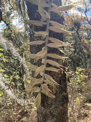 Tillandsia prodigiosa