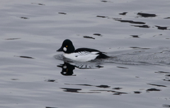 Bucephala clangula