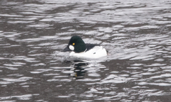 Bucephala clangula