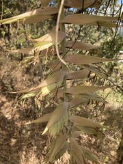 Tillandsia prodigiosa
