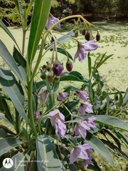 Solanum glaucophyllum