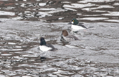 Bucephala clangula