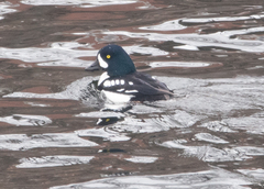 Bucephala islandica