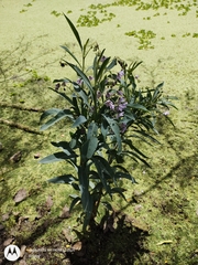Solanum glaucophyllum