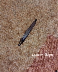 Atractocerus brevicornis