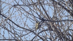 Cyanistes caeruleus