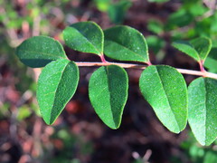 Ligustrum sinense