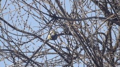 Cyanistes caeruleus