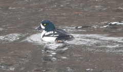 Bucephala islandica