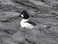 Bucephala clangula