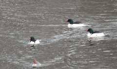 Mergus merganser