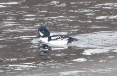 Bucephala islandica