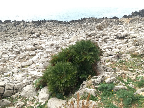 Chamaerops humilis