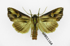Actinotia polyodon