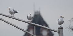 Larus argentatus
