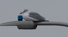 Larus argentatus