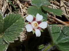 Potentilla micrantha