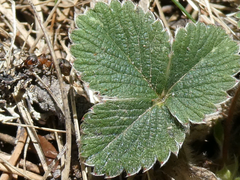 Potentilla micrantha