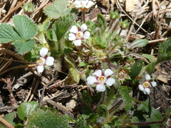 Potentilla micrantha