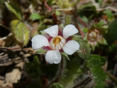 Potentilla micrantha