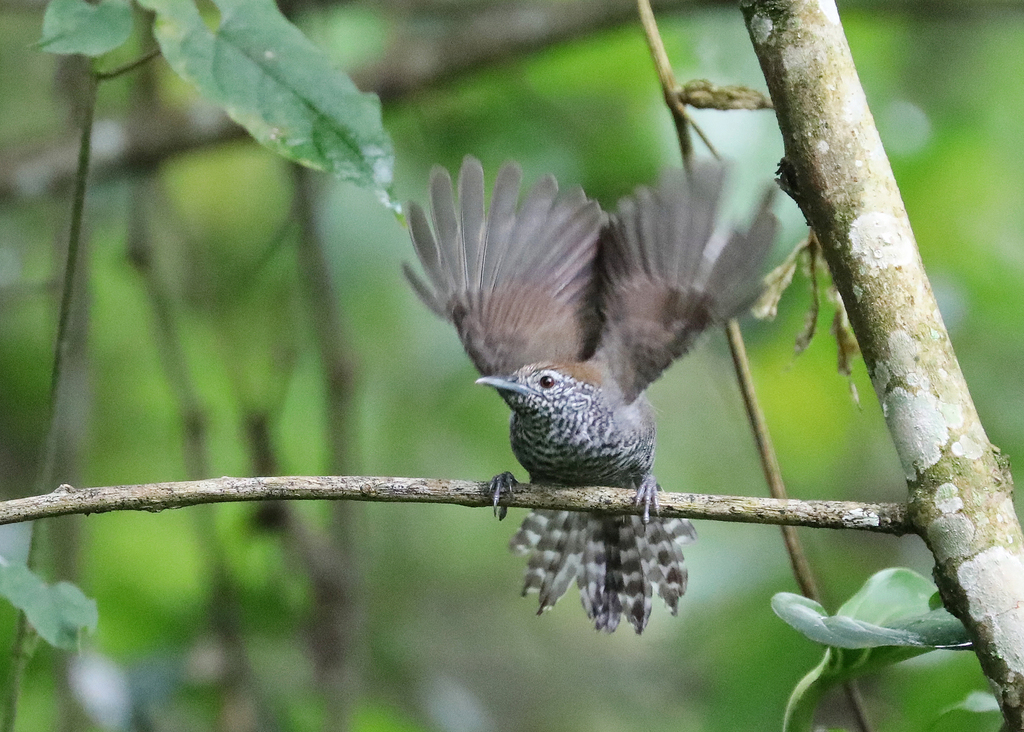 Speckle-breasted Wren photo