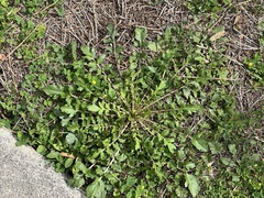 Lepidium didymum