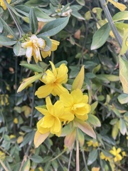 Jasminum mesnyi
