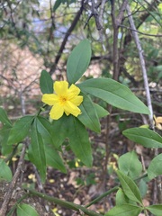 Jasminum mesnyi