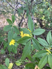 Jasminum mesnyi