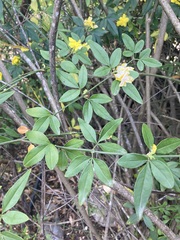 Jasminum mesnyi