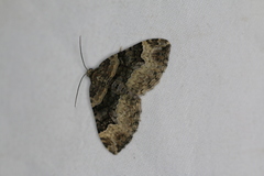Xanthorhoe lacustrata