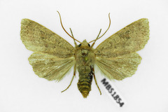 Agrochola laevis
