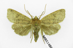 Agrochola laevis