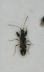 Neopamera albocincta