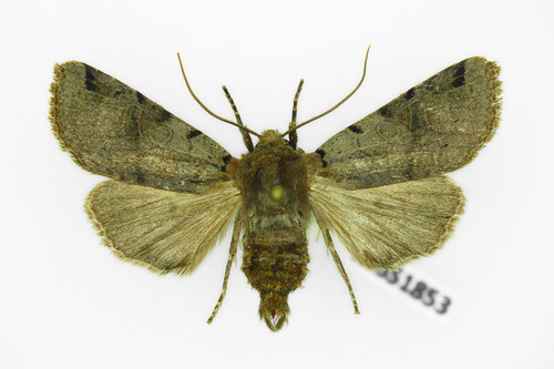 Brown-spot Pinion