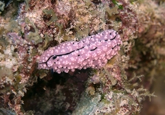 Phyllidiella
