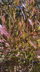 Dodonaea viscosa
